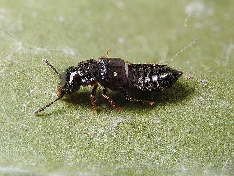 Staphylinidae da identifcare